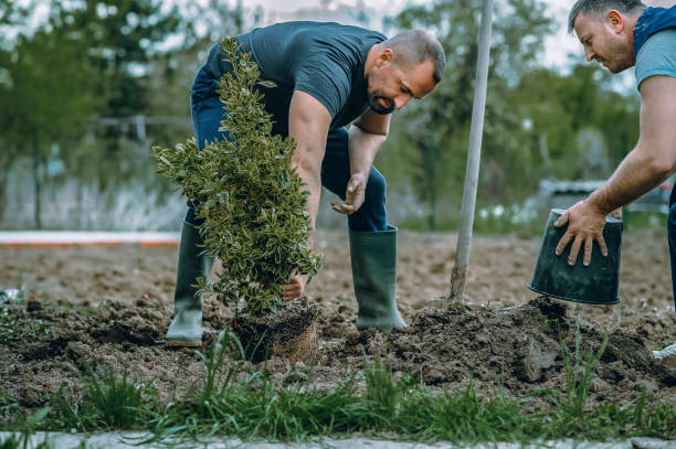 Trusted Norway, MI Tree Service Experts